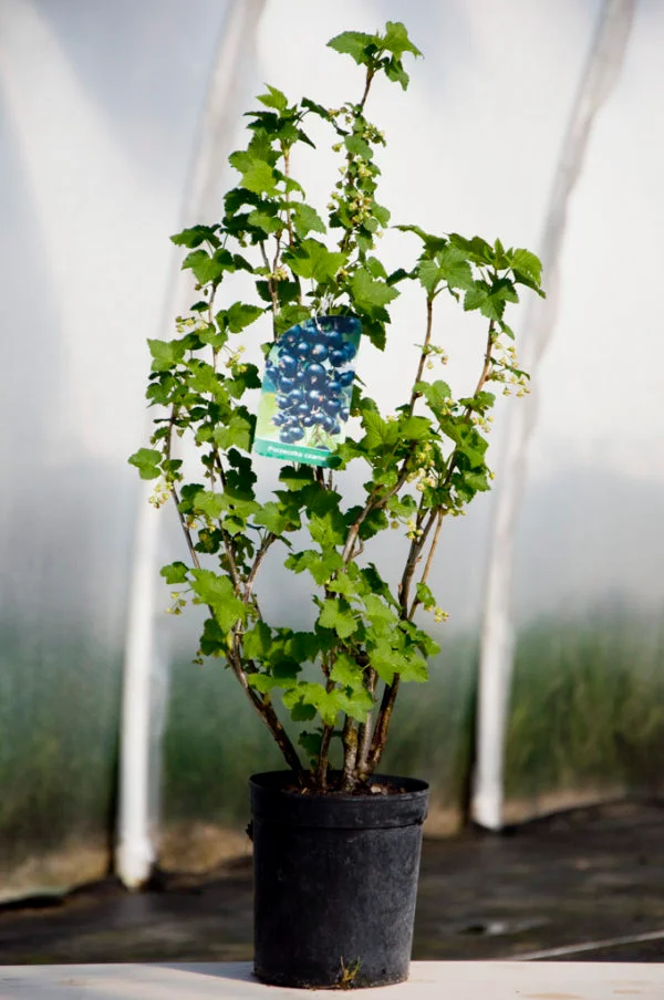 Sadzonki porzeczki do ogrodu i na plantację